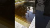 Cleaning a swimming pool after Hurricane Ida