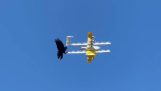 Un corvo attacca un drone di distribuzione