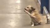 Собака встречает выходящих из магазина