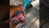 O veterinário remove a coleira da boca de um cachorro