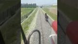 Kôň na koľajniciach vlaku