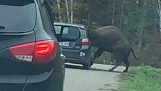 Hodet til en bison festet seg til vinduet på en bil