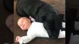 The dog does not want to let his eyes baby