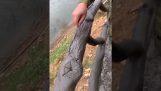 Gard fals din lemn de ciment