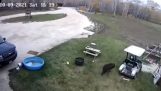 Kutya egy kört egy golfkocsival