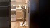 A dog is caught’ in the act in the kitchen