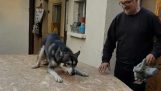 Ένας σκύλος θέλει να πάιξει πάνω σε ένα κόντρα πλακέ