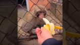 Irriteer een aap niet