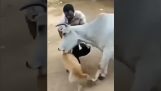 A cow protects a dog from a human