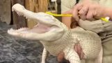 Alligaattori nauttii selkänsä raapimisesta