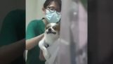 Perro aterrorizado en el veterinario
