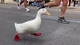 A duck in the marathon