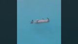Zkušený plavec