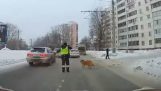Police officer helps a dog to cross the road