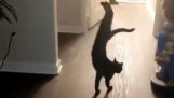 The acrobat cat