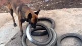 A dog carries four tires