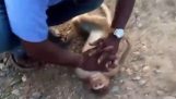 Taxachauffør redder en abes liv (Indien)