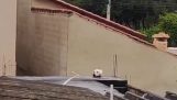 A strange dog on a roof
