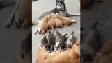 Twee moeders wisselen hun puppy's uit
