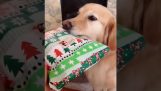 Un chien reçoit le cadeau le plus utile