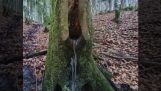 噴水の木