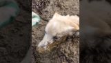 Help een hond die vastzit in de modder