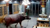 A buffalo attacks a man inside a restaurant