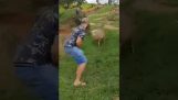羊の攻撃を避ける方法