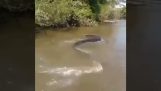 Visser vindt enorme anaconda in meer