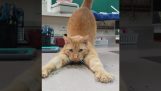 Kočka dělá rozruch v gatochorto
