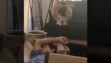 Un chat essaie de sauter par-dessus son propriétaire