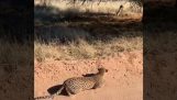 Leopard silently approaches an antelope