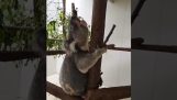 De kreet van een gelukkige koala
