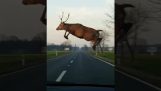 Hert springen voor rijdende auto