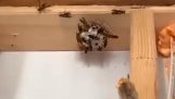 Efficace eradicazione del nido di vespe