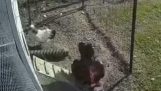 Κόκορας σώζει μια κότα από ένα γεράκι