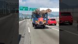 Dinosaurs on the highway