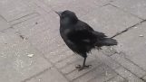 O corvo pensado para ser galinha