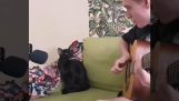 Η γάτα τραγουδιστής