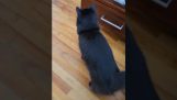 Když kočka uslyší automatické krmítko