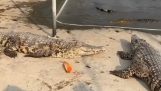 Cocodrilo tratando de comerse un pez