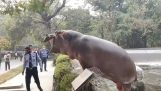 Hippopotamus tries to get out of its enclosure