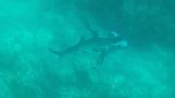 Shark bites the head of a diver