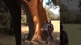 Lúpanie korkového stromu
