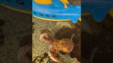 Caracatiță uriașă împotriva submarinului