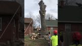 Meglepetés egy fa kivágása után