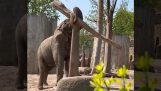 Słoń balansuje na drewnie