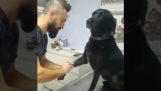 Una calma perro al veterinario