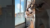 Zwei Katzen unterhalten sich am Fenster
