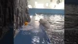 Una ballena beluga quiere atrapar un juguete.